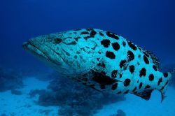 These very friendly Potato Cod are great underwater model... by John Natoli 